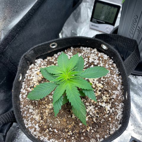 AK 47 growlog timeline photo