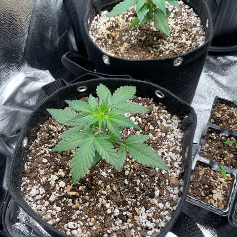 AK 47 growlog timeline photo