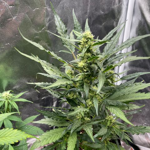 Super Skunk Speed Race growlog timeline photo