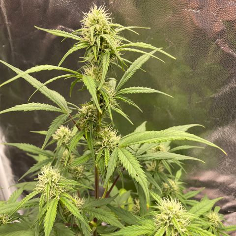 Super Skunk Speed Race growlog timeline photo