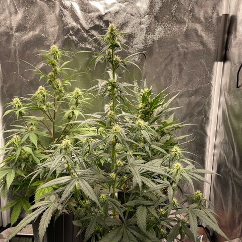 Super Skunk Speed Race growlog timeline photo