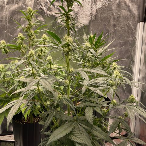 Super Skunk Speed Race growlog timeline photo