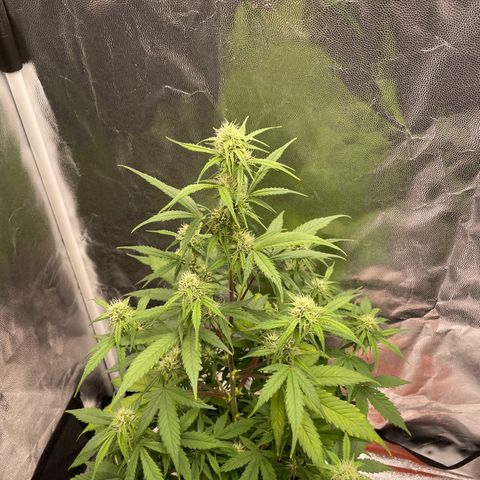 Super Skunk Speed Race growlog timeline photo