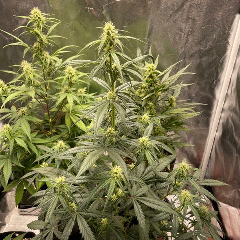 Super Skunk Speed Race growlog timeline photo