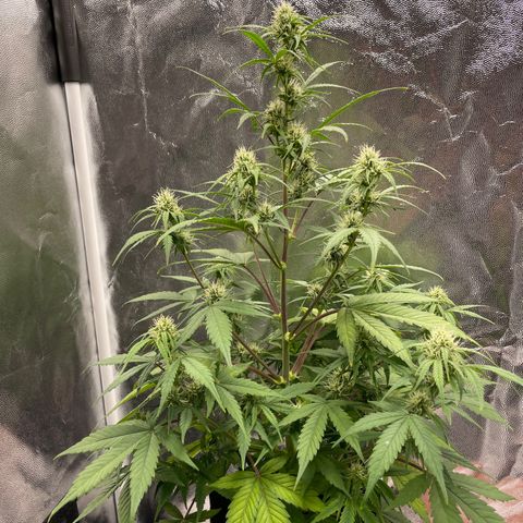 Super Skunk Speed Race growlog timeline photo