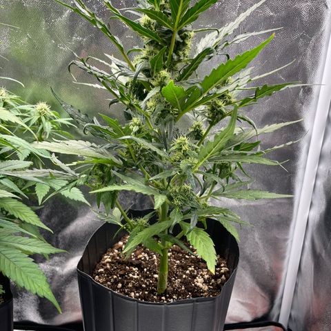 Super Skunk Speed Race growlog timeline photo