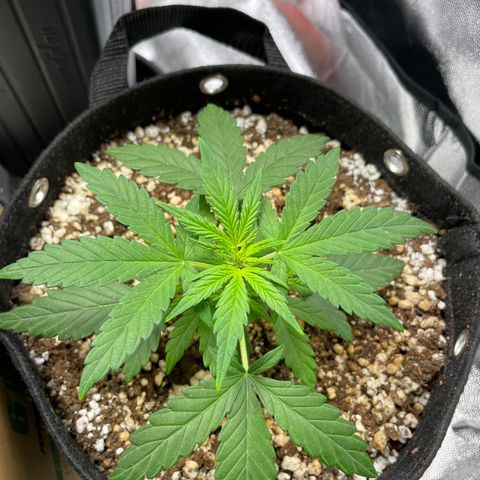 AK 47 growlog timeline photo