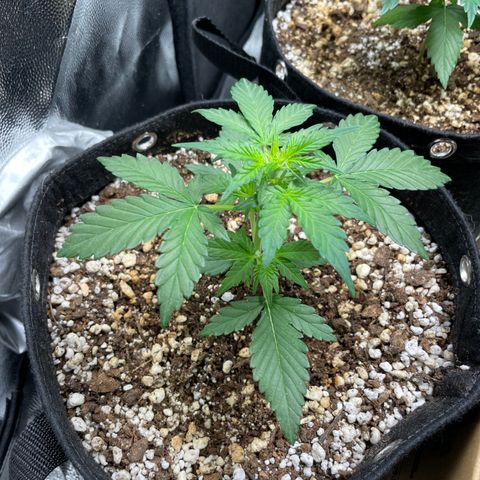 AK 47 growlog timeline photo