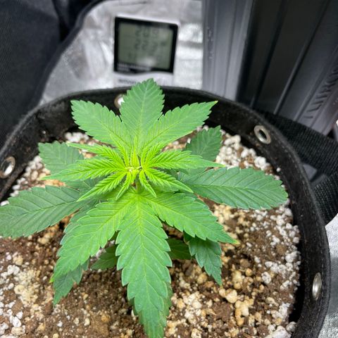 AK 47 growlog timeline photo
