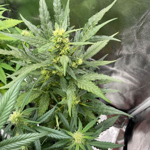 Super Skunk Speed Race growlog timeline photo