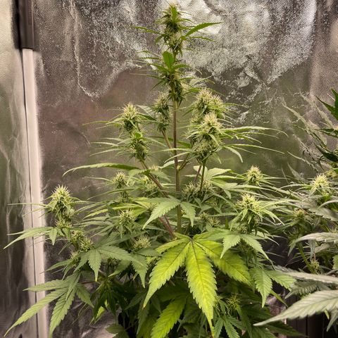 Super Skunk Speed Race growlog timeline photo
