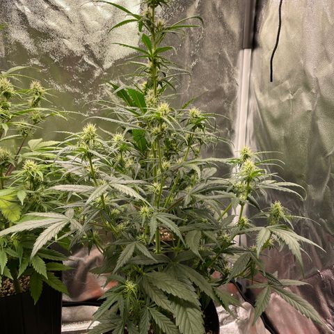 Super Skunk Speed Race growlog timeline photo