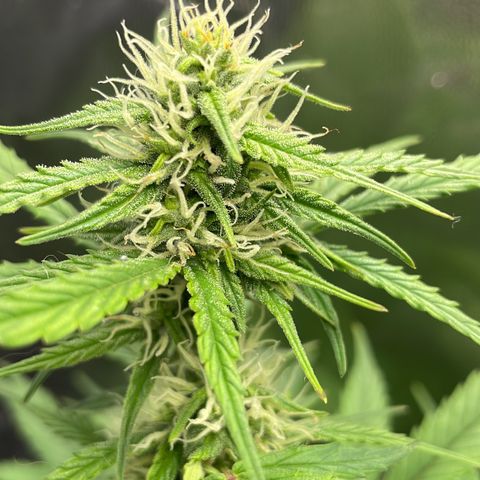 Super Skunk Speed Race growlog timeline photo