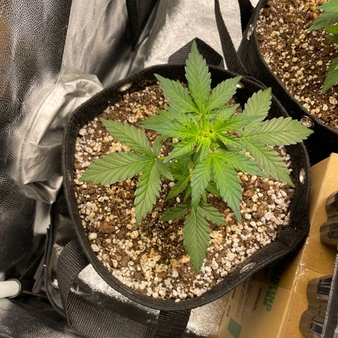 AK 47 growlog timeline photo