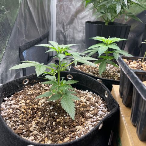 AK 47 growlog timeline photo
