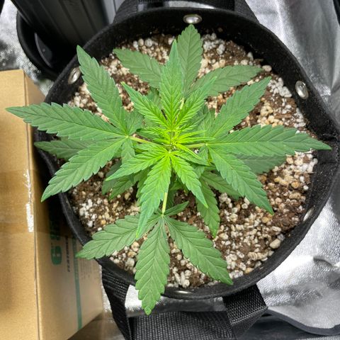 AK 47 growlog timeline photo