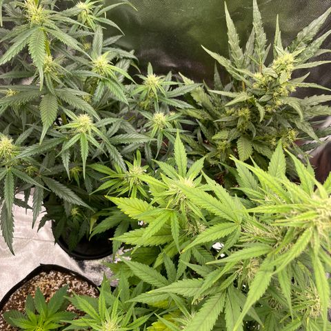 Super Skunk Speed Race growlog timeline photo