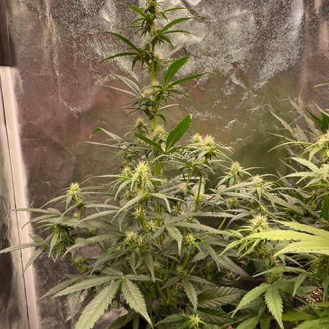 Super Skunk Speed Race growlog timeline photo