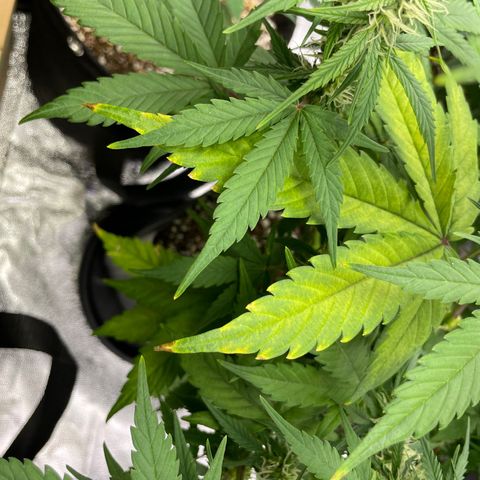 Super Skunk Speed Race growlog timeline photo