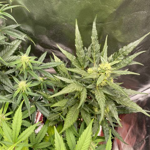 Super Skunk Speed Race growlog timeline photo