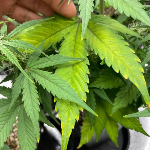Super Skunk Speed Race growlog timeline photo