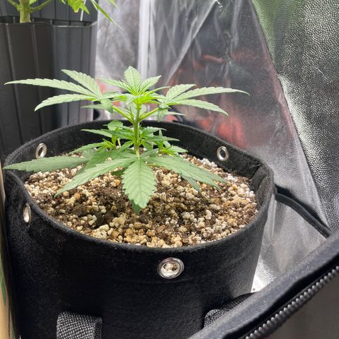 AK 47 growlog timeline photo