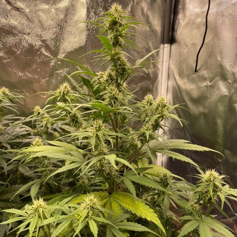 Super Skunk Speed Race growlog timeline photo