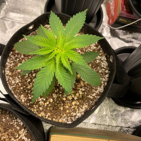 AK 47 growlog timeline photo