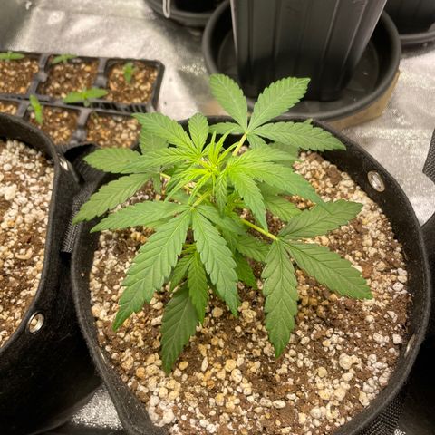 AK 47 growlog timeline photo