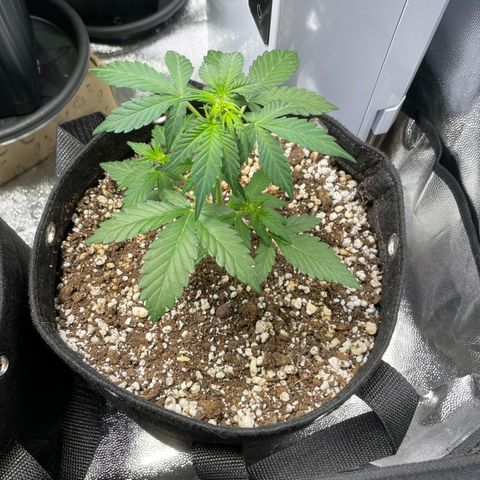 AK 47 growlog timeline photo