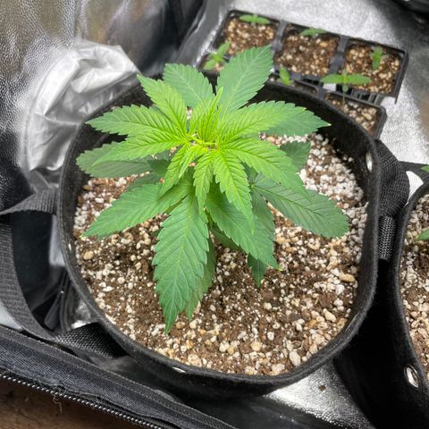 AK 47 growlog timeline photo
