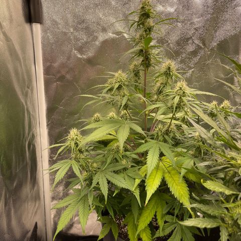 Super Skunk Speed Race growlog timeline photo