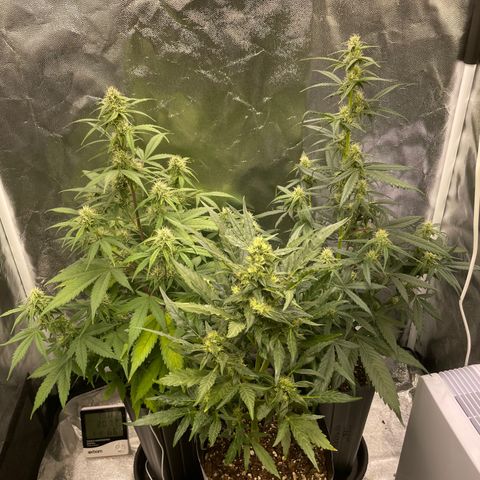 Super Skunk Speed Race growlog timeline photo