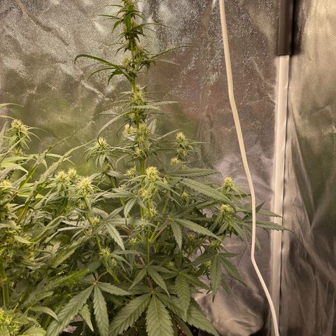 Super Skunk Speed Race growlog timeline photo