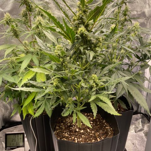Super Skunk Speed Race growlog timeline photo