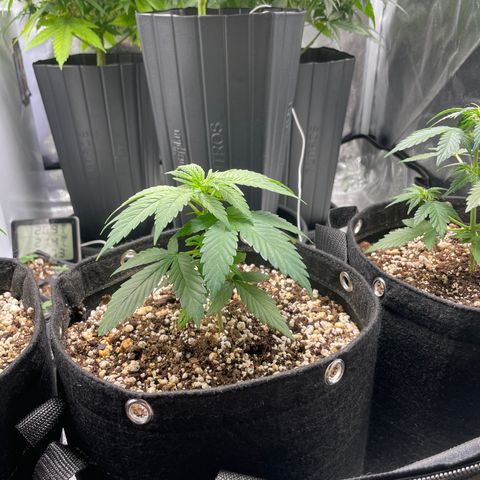 AK 47 growlog photo: Droopy cause they’re a bit underwatered