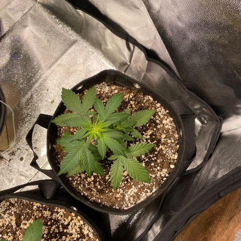 AK 47 growlog photo: Droopy cause they’re a bit underwatered