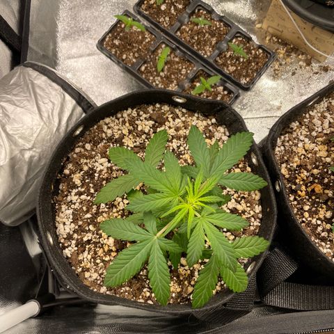 AK 47 growlog photo: Droopy cause they’re a bit underwatered