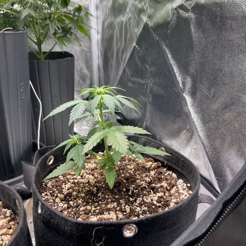 AK 47 growlog photo: Droopy cause they’re a bit underwatered