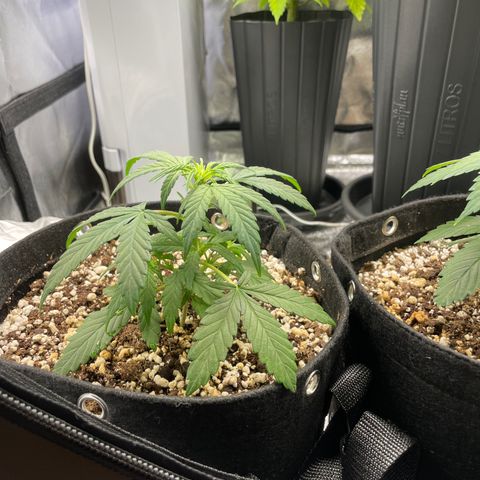 AK 47 growlog photo: Droopy cause they’re a bit underwatered