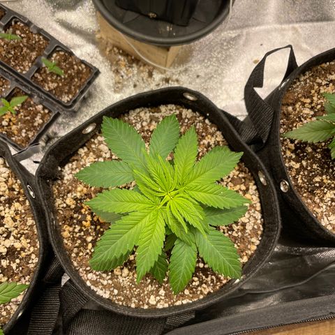 AK 47 growlog photo: Droopy cause they’re a bit underwatered