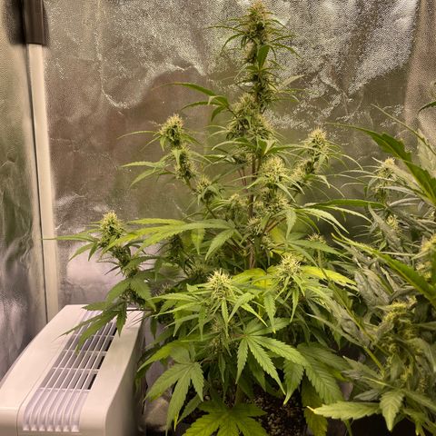 Super Skunk Speed Race growlog timeline photo