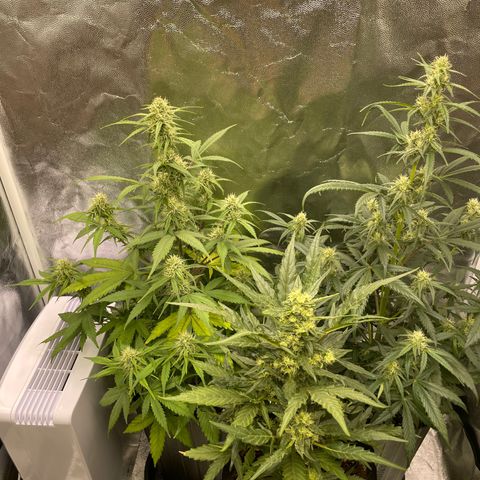 Super Skunk Speed Race growlog timeline photo