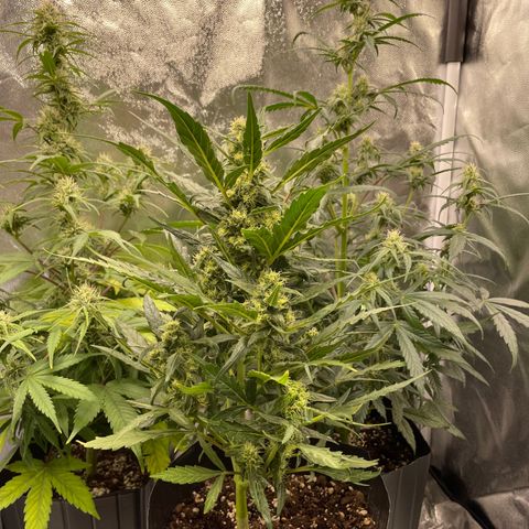 Super Skunk Speed Race growlog timeline photo