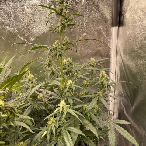 Super Skunk Speed Race growlog timeline photo