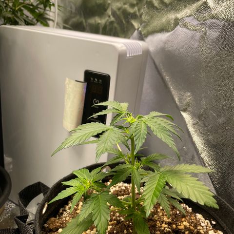 AK 47 growlog photo: Topped them today 