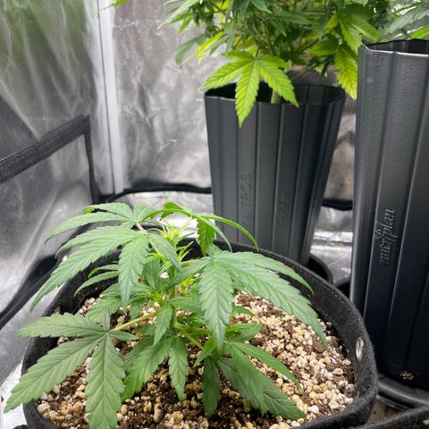 AK 47 growlog photo: Topped them today 