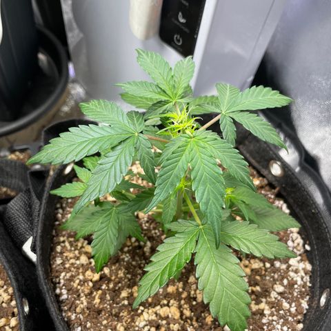 AK 47 growlog photo: Topped them today 