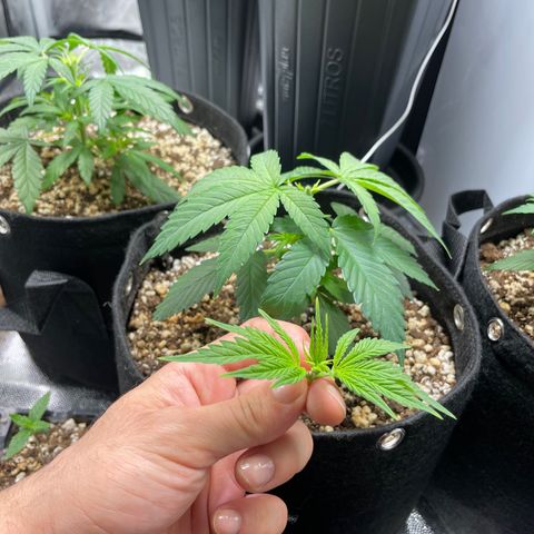 AK 47 growlog photo: Topped them today 