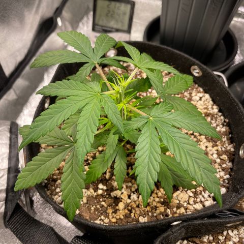 AK 47 growlog photo: Topped them today 